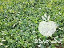 فروش بذر گل کلم آماده کاشت در آق قلا در گلستان در گروه خرید فروش عمده گل کلم - سفید بنفش شور ترشی در یکمیوه -عکس1