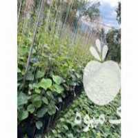 فروش نهال کیوی هایوارد سبز طلایی وخونی گردو اواکادو موز انگورانار در گرگان در گروه خرید فروش نهال - انواع گردو پسته بادام سلطانی انگور در یکمیوه