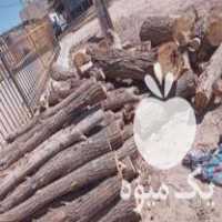 خرید هرنوع چوب خشک سالم وهیزمی درخت صنوبر بید میوه در زنجان در گروه خرید فروش عمده چوب- زغال چوب گردو تبریزی خام در یکمیوه