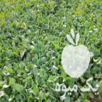 فروش بذر گل کلم آماده کاشت در آق قلا در گلستان در گروه خرید فروش عمده گل کلم - سفید بنفش شور ترشی در یکمیوه