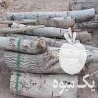 فروش چوب گردو وتوت وسک خشک در اصفهان در گروه خرید فروش عمده چوب- زغال چوب گردو تبریزی خام در یکمیوه