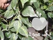 فروش انواع گل وگیاه آپارتمان پتوس نعون اسکاندیس ،  نعون ،  مرمری در گتاب در گروه خرید فروش عمده گیاهان زینتی - گرمسیری آپارتمانی باغچه آب در یکمیوه -عکس1