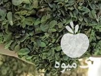 فروش آویشن بهارنارنج در شیراز در گروه خرید فروش عمده گیاهان زینتی - گرمسیری آپارتمانی باغچه آب در یکمیوه -عکس1