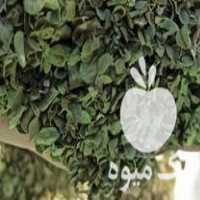 فروش آویشن بهارنارنج در شیراز در گروه خرید فروش عمده گیاهان زینتی - گرمسیری آپارتمانی باغچه آب در یکمیوه