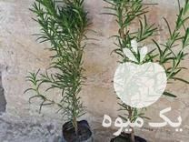 فروش رزماری و زرشک زینتی در کرج در گروه خرید فروش عمده انواع گل - پروش قاشقی موسی ساکولنت بن سای در یکمیوه -عکس1