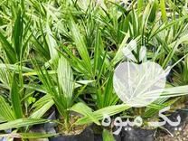 فروش نهال پالم واشنگتن وفینکیس در آستانه اشرفیه در گروه خرید فروش نهال - انواع گردو پسته بادام سلطانی انگور در یکمیوه -عکس1