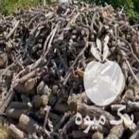 فروش چوب انجیر در تهران در گروه خرید فروش عمده چوب- زغال چوب گردو تبریزی خام در یکمیوه