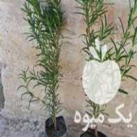 فروش رزماری و زرشک زینتی در کرج در گروه خرید فروش عمده انواع گل - پروش قاشقی موسی ساکولنت بن سای در یکمیوه