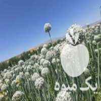 فروش بذر پیاز اناری صادراتی در اشنویه در گروه خرید فروش عمده پیاز - قرمز سفید زرد ترشی تازه انباری در یکمیوه