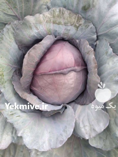 فروش کلم برگ در آذربایجان غربی در گروه خرید فروش عمده انواع کلم برگ و پیچ و بروکلی در یکمیوه -عکس4