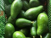 فروش میوه و هسته آووکادو تازه در اندیمشک در گروه خرید فروش عمده میوه استوایی - پاپایا قرمز منگوستین گواوا بلوبری در یکمیوه