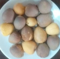 فروش هسته آووکادو تازه در اندیمشک در گروه خرید فروش بذر - انواع محصول کشاورزی گوجه کتان میوه درخت در یکمیوه