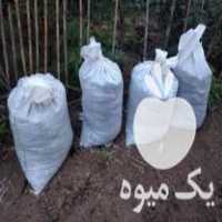 فروش کود گاوی و گوسفندی کیسه ای در آق قلا در گروه خرید فروش کود و مواد شیمیایی - اوره پتاس مرغی کمپوست آهن در یکمیوه