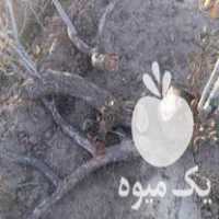 فروش چوب پسته خشک 12 تن در فیض آباد در گروه خرید فروش عمده چوب- زغال چوب گردو تبریزی خام در یکمیوه