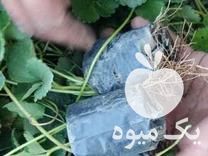 فروش نهال توت فرنگی در جیرفت در گروه خرید فروش نهال - انواع گردو پسته بادام سلطانی انگور در یکمیوه -عکس1