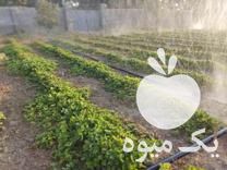 فروش نشا توت فرنگی در جیرفت در گروه خرید فروش نشا - انواع گوجه برنج کاهو پیاز کاری فرنگی در یکمیوه -عکس1