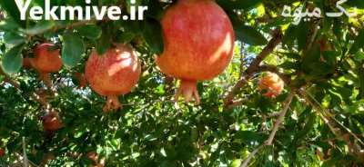 آگهی مشابه انار دانه درشت و شیرین ابدار چترود با بهترین کیفیت در کرمان  در گروه خرید فروش عمده انار - ساوه شیراز شیرین ترش در یکمیوه