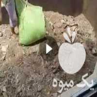 فروش کود مرغ سالنی گوشتی خشک در لالجین در گروه خرید فروش کود و مواد شیمیایی - اوره پتاس مرغی کمپوست آهن در یکمیوه