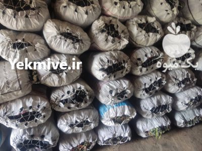 فروش خاک زغال جنگلی در نوکنده در گروه خرید فروش عمده چوب- زغال چوب گردو تبریزی خام در یکمیوه