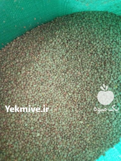 عدس کانادایی ریز درجه 1 در کنگاور در گروه خرید فروش عمده غلات و حبوبات - لپه عدس نخود لوبیا در یکمیوه