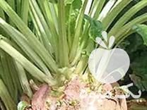 فروش انواع بذر چغندر در اصفهان در گروه خرید فروش بذر - انواع محصول کشاورزی گوجه کتان میوه درخت در یکمیوه -عکس1