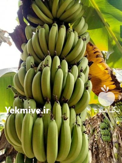 واردات عمده موز سبز پاکستان در تهران در گروه خرید فروش عمده موز - زرد سبز پاکستان چیکیتا اکوادوور در یکمیوه -عکس1