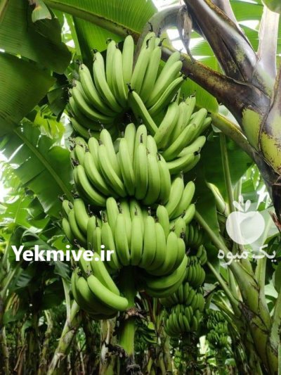 واردات عمده موز سبز پاکستان در تهران در گروه خرید فروش عمده موز - زرد سبز پاکستان چیکیتا اکوادوور در یکمیوه -عکس2