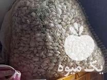 فروش بذر پیاز غده ای مینروا در جیرفت در گروه خرید فروش عمده پیاز - قرمز سفید زرد ترشی تازه انباری در یکمیوه -عکس1