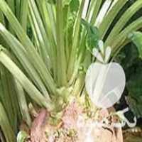 فروش انواع بذر چغندر در اصفهان در گروه خرید فروش بذر - انواع محصول کشاورزی گوجه کتان میوه درخت در یکمیوه