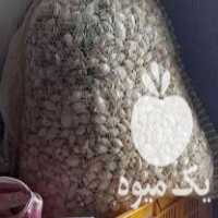 فروش بذر پیاز غده ای مینروا در جیرفت در گروه خرید فروش عمده پیاز - قرمز سفید زرد ترشی تازه انباری در یکمیوه