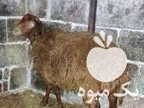 فروش فوقعلاده بره نر در بهشهر در گروه گاو و گوسفند و میش و بز کهره گوساله سمینتال در یکمیوه -عکس1