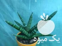 فروش عمده و تک گل های اپارتمانی در یزد در گروه خرید فروش عمده گیاهان زینتی - گرمسیری آپارتمانی باغچه آب در یکمیوه -عکس1