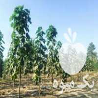 فروش تولید عمده نهال پالونیا هیبرید اصلاح شده زراعت چوب صنعتی در شیراز در گروه خرید فروش نهال - انواع گردو پسته بادام سلطانی انگور در یکمیوه