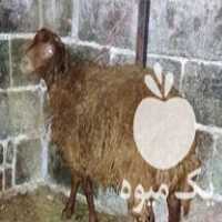 فروش فوقعلاده بره نر در بهشهر در گروه گاو و گوسفند و میش و بز کهره گوساله سمینتال در یکمیوه