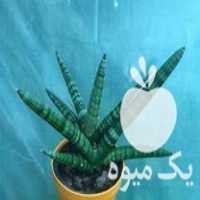 فروش عمده و تک گل های اپارتمانی در یزد در گروه خرید فروش عمده گیاهان زینتی - گرمسیری آپارتمانی باغچه آب در یکمیوه