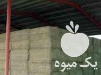 فروش یونجه کاه جو ذرت گندم سویا کنسانتره علوفه دام در تهران در گروه خوراک دام و طیور - پرواری شیری علوفه یونجه در یکمیوه -عکس1