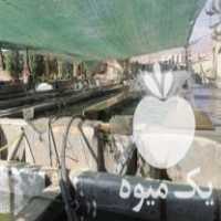 فروش انواع بچه ماهی کپور قزل الا در هشتگرد در گروه انواع ماهی - سالمون شیر کپور قرمز شوریده سفید گوپی مرکب در یکمیوه