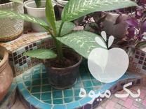 فروش گل های طبیعی در خرم آباد در گروه خرید فروش عمده گیاهان زینتی - گرمسیری آپارتمانی باغچه آب در یکمیوه -عکس1