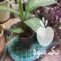 فروش گل های طبیعی در خرم آباد در گروه خرید فروش عمده گیاهان زینتی - گرمسیری آپارتمانی باغچه آب در یکمیوه