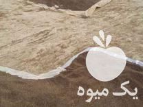 فروش اسپند یا اسفند  تخمه هندوانه در شیراز در گروه آجیل - فروش عمده محصولات در یکمیوه -عکس1