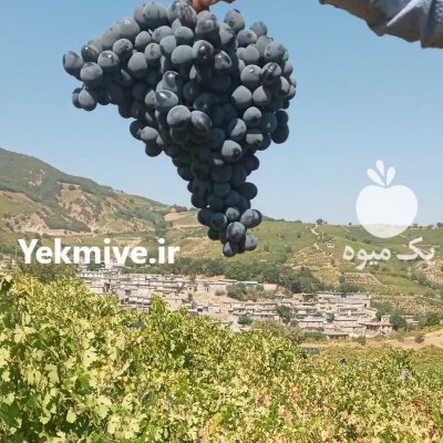 فروش انگور سیاه دیمی سردشت در میرآباد در گروه خرید فروش عمده انگور - یاقوتی شانی عسگری بی دانه قرمز در یکمیوه -عکس1