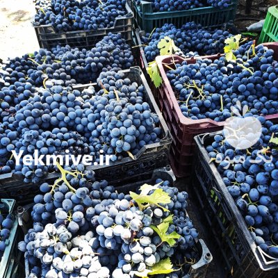 فروش انگور سیاه دیمی سردشت در میرآباد در گروه خرید فروش عمده انگور - یاقوتی شانی عسگری بی دانه قرمز در یکمیوه