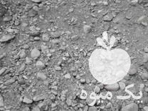 فروش مخلوط رودخانه ای خاک ماسه بادی شن و ماسه در لنگرود در گروه خرید فروش عمده سبزیجات - تازه شوید مرزه نعنا گشنیز جعفری در یکمیوه -عکس1