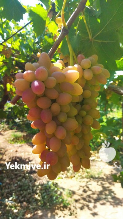 انگورسرخ فخری شاهرود در سمنان در گروه خرید فروش عمده انگور - یاقوتی شانی عسگری بی دانه قرمز در یکمیوه -عکس2