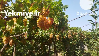 انگورسرخ فخری شاهرود در سمنان در گروه خرید فروش عمده انگور - یاقوتی شانی عسگری بی دانه قرمز در یکمیوه