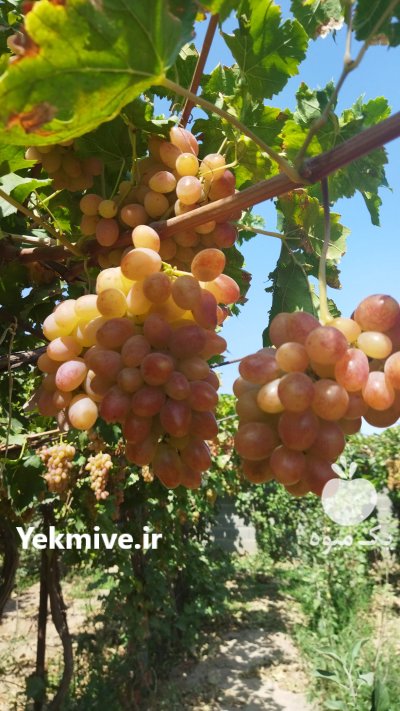 انگورسرخ فخری شاهرود در سمنان در گروه خرید فروش عمده انگور - یاقوتی شانی عسگری بی دانه قرمز در یکمیوه -عکس4