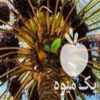 فروش نهال و نخل خرما در تهران در گروه خرید فروش نهال - انواع گردو پسته بادام سلطانی انگور در یکمیوه