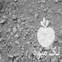 فروش مخلوط رودخانه ای خاک ماسه بادی شن و ماسه در لنگرود در گروه خرید فروش عمده سبزیجات - تازه شوید مرزه نعنا گشنیز جعفری در یکمیوه