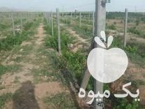 فروش پایه فنس و تیرچه داربستی باغ انگور توری در همدان در گروه خرید فروش لوازم باغبانی - خرید فروش نو دست دوم در یکمیوه -عکس1