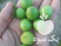 فروش عرضه درخت گوجه سبز شیرین مجلسی گلدانی در ساری در گروه خرید فروش نهال - انواع گردو پسته بادام سلطانی انگور در یکمیوه -عکس1